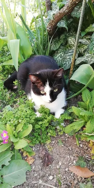 chat lost   66750 Saint-Cyprien SHUMS'Y