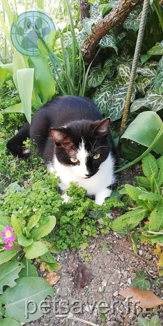 kater vermist 66750 Saint-Cyprien SHUMS'Y kater lost 66750 Saint-Cyprien SHUMS'Y