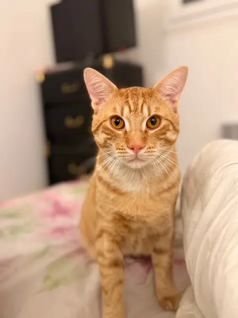 chat lost   66750 Saint-Cyprien Simba