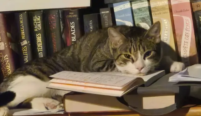 chat lost   66250 Saint-Laurent-de-la-Salanque Simba