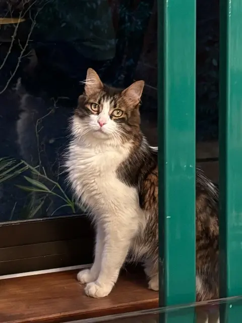 chat lost   66170 Saint-Féliu-d'Avall Stitch