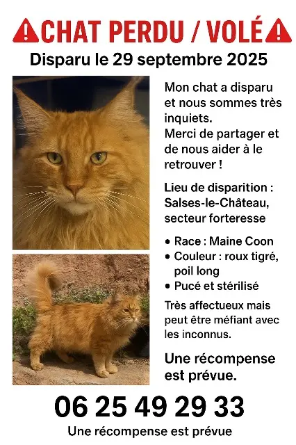 chat lost   66600 Salses-le-Château Sue