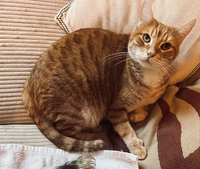 kater vermist 66170 Saint-Féliu-d'Avall Suzuya kater lost 66170 Saint-Féliu-d'Avall Suzuya