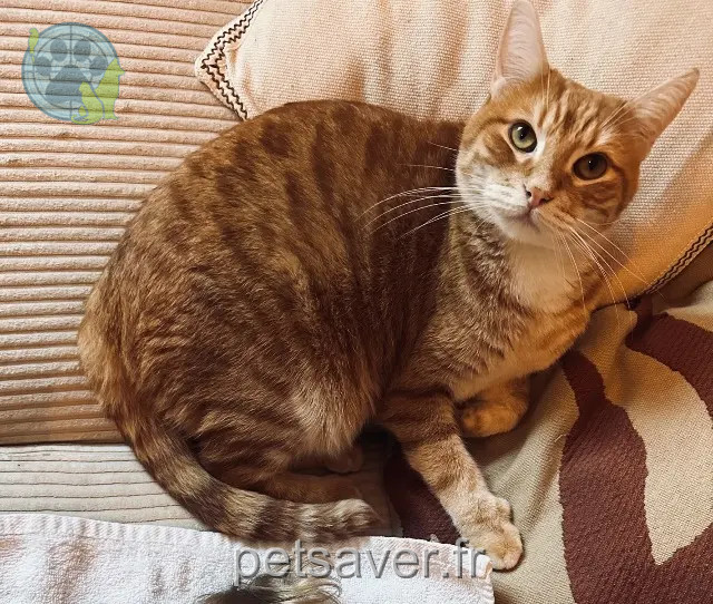 cat lost 66170 Saint-Féliu-d'Avall Suzuya cat lost 66170 Saint-Féliu-d'Avall Suzuya