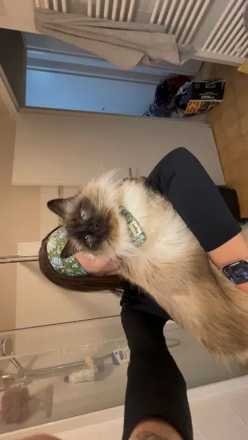 chat lost   66300 Trouillas Teelka