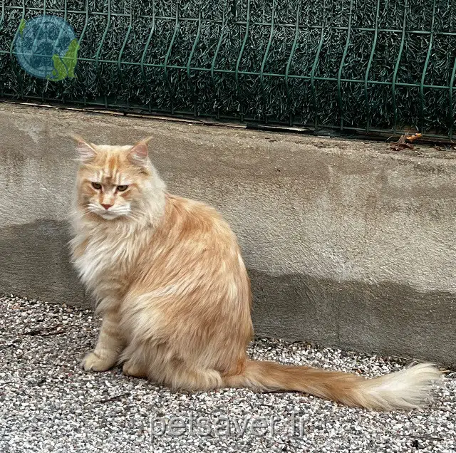chat lost   66480 Les Cluses Thor