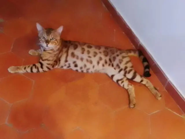 chat lost   66310 Estagel Tiago