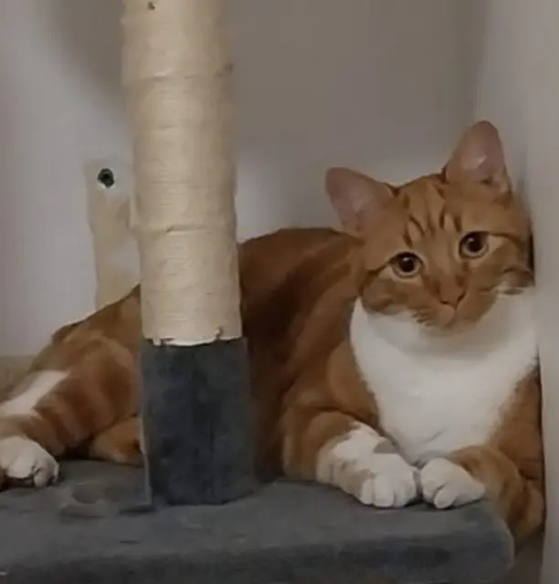 chat lost   66140 Canet-en-Roussillon Tigrou