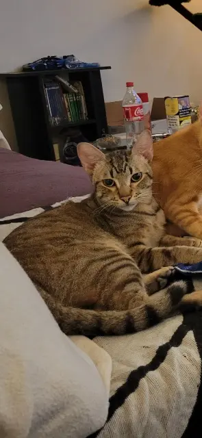 chat lost   66600 Rivesaltes Tigrou