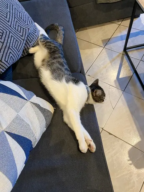 chat lost   66450 Pollestres Ulco