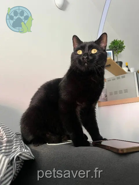Kater vermisst 66470 Sainte-Marie-la-Mer Urus Kater lost 66470 Sainte-Marie-la-Mer Urus