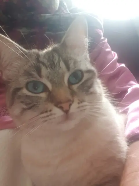 chat lost   66280 Saleilles VEDA