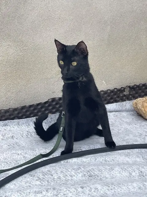 chat lost   66300 Ponteilla Vroom