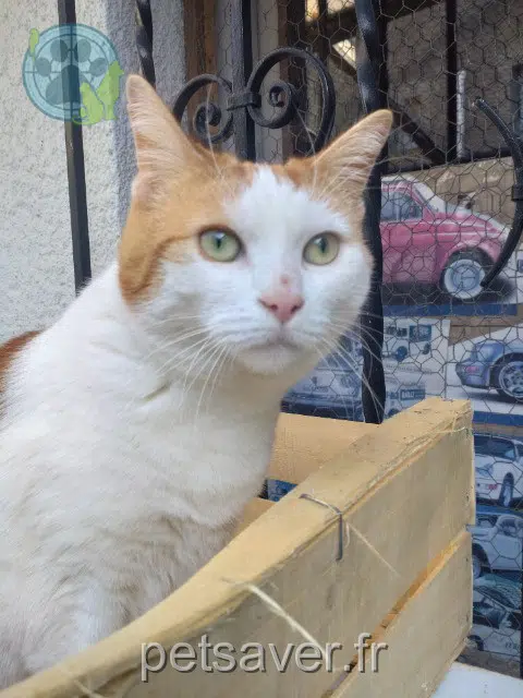 cat lost 66410 Villelongue-de-la-Salanque Vénus