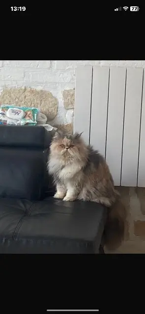 chat lost   66750 Saint-Cyprien Xenoha