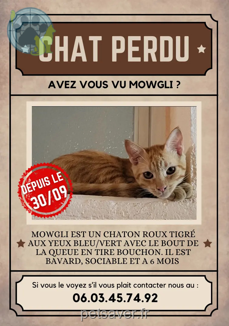 Chat Perdu 66 Pyrénées-Orientales Chat Perdu 66 Pyrénées-Orientales