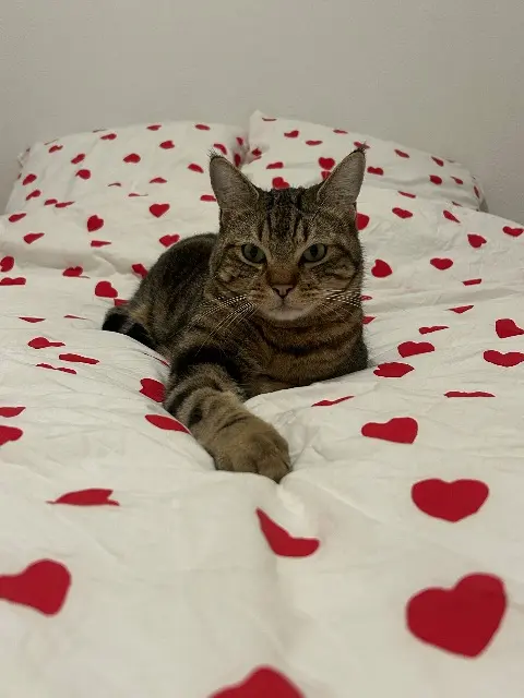 chat lost   66450 Pollestres Yami