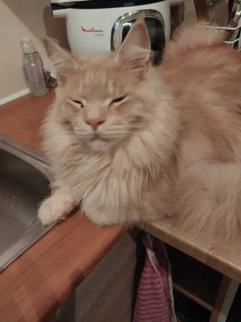 chat lost   66700 Argelès-sur-Mer Ybis