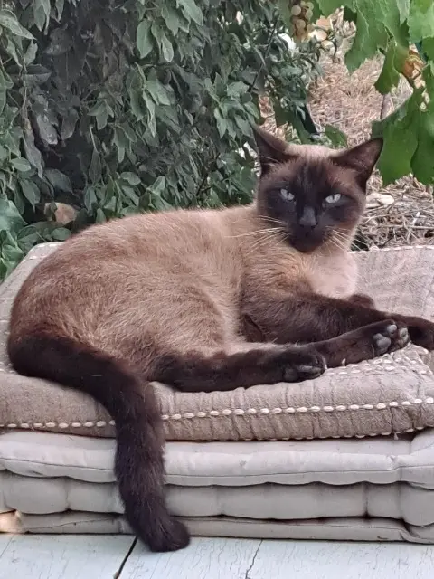 chat lost   66300 Llupia Yonberg