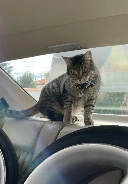 chat lost   66200 Théza Yuki