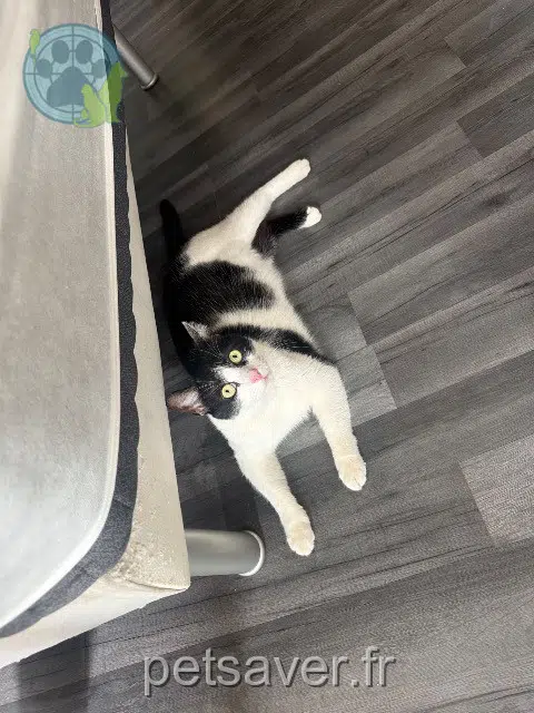 kater vermist 66140 Canet-en-Roussillon Zouzou kater lost 66140 Canet-en-Roussillon Zouzou