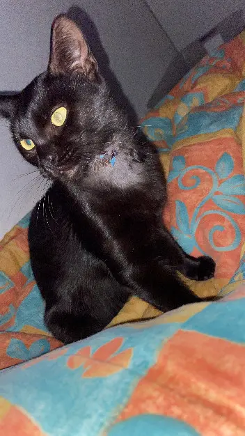 Chat Perdu 67 Bas-Rhin Chat Perdu 67 Bas-Rhin