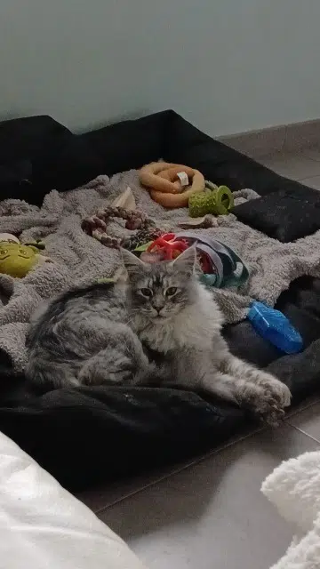 chat lost   67600 Bindernheim Aslan