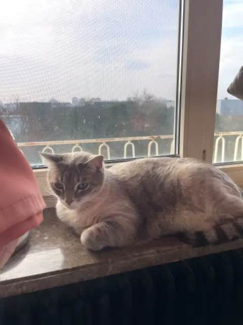 chat lost   67300 Schiltigheim Azrael