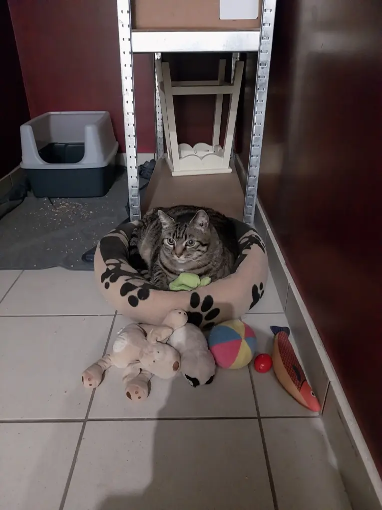 Chat Perdu 67 Bas-Rhin - Baguera Chat Perdu 67 Bas-Rhin - Baguera