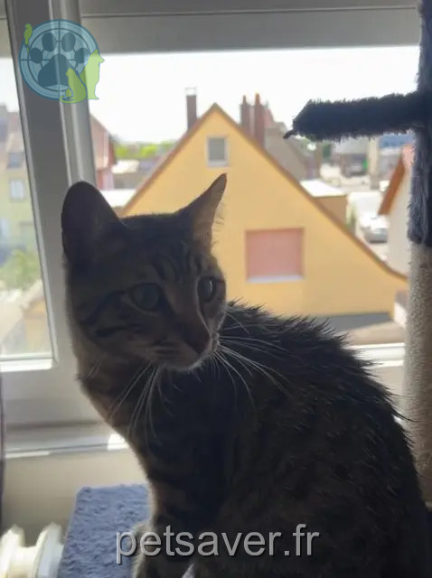 Kater vermisst 67600 Sélestat Bandit Kater lost 67600 Sélestat Bandit