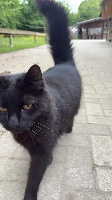 chat lost   67150 Erstein Bianco