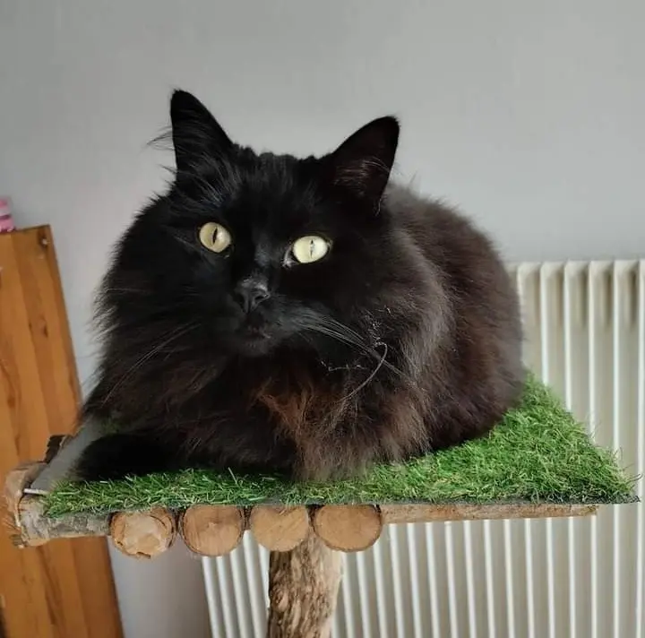 Chat Perdu 67 Bas-Rhin - Blacky Chat Perdu 67 Bas-Rhin - Blacky