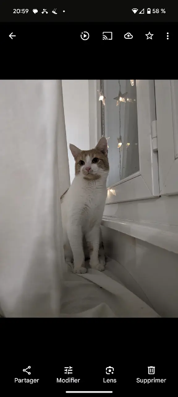 Chat Perdu 67 Bas-Rhin - Booba Chat Perdu 67 Bas-Rhin - Booba