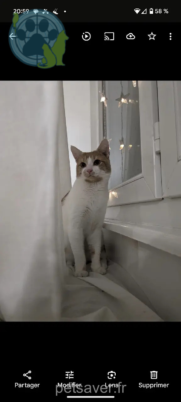 Chat Perdu 67 Bas-Rhin - Booba Chat Perdu 67 Bas-Rhin - Booba