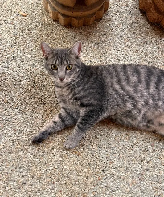 chat lost   67210 Obernai Boulette