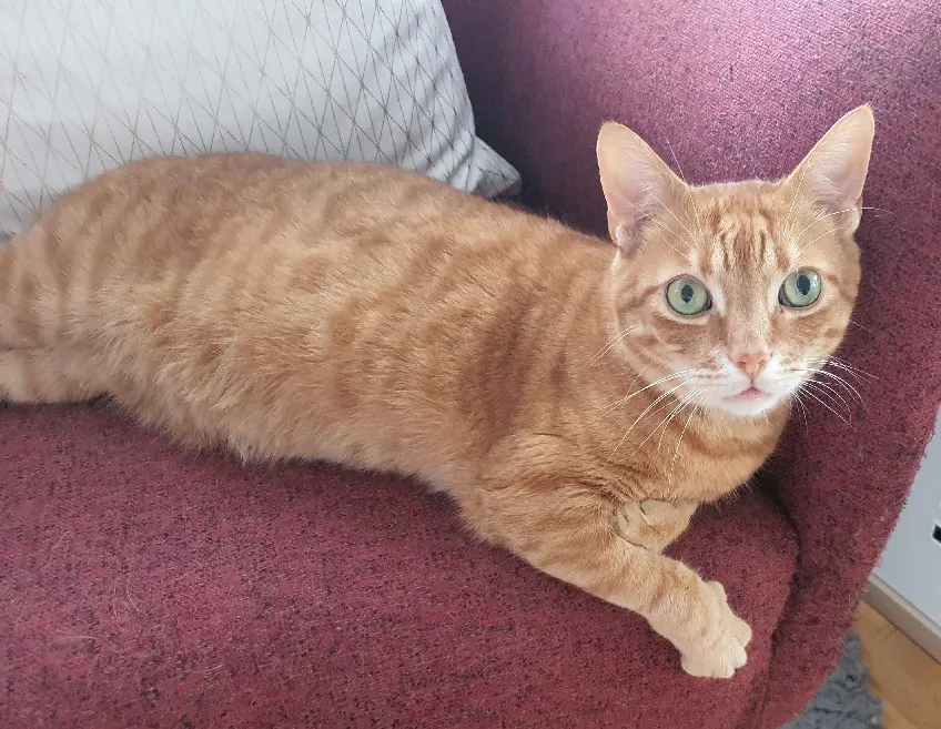 Chat Perdu 67 Bas-Rhin - Bébé Chat Perdu 67 Bas-Rhin - Bébé