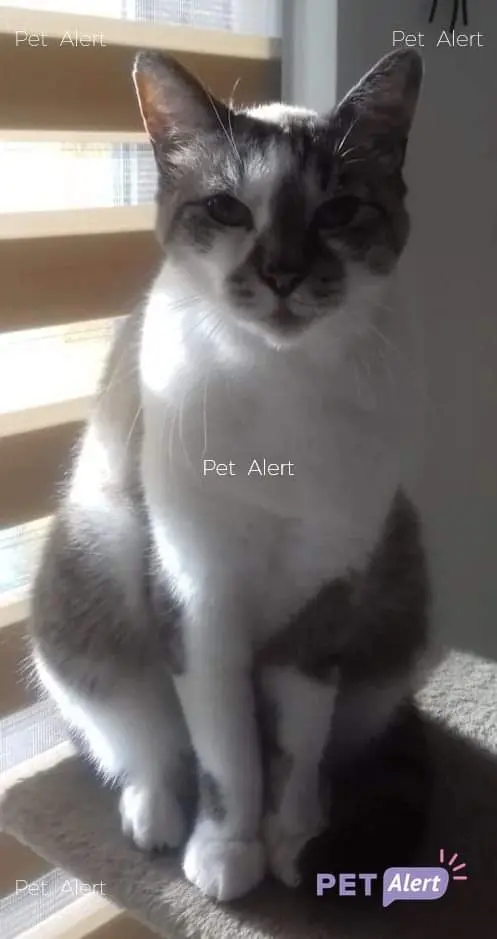 Chat Perdu 67 Bas-Rhin Chat Perdu 67 Bas-Rhin