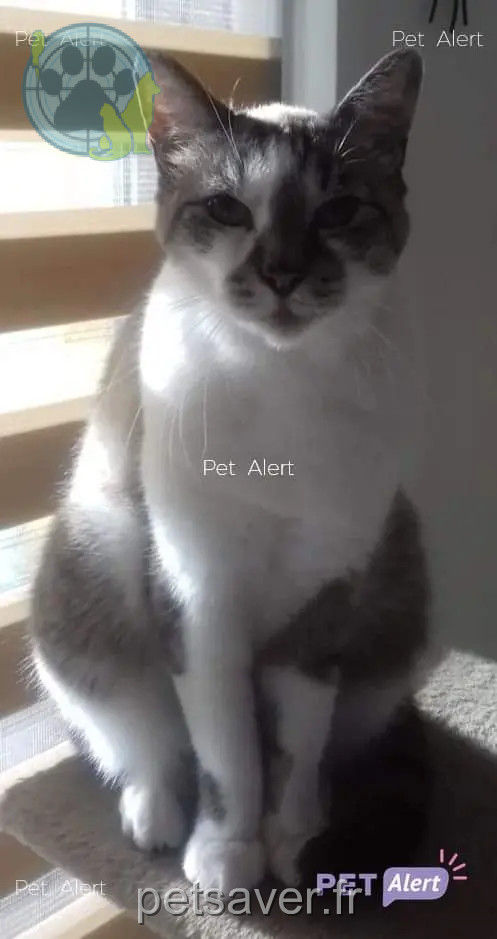 Chat Perdu 67 Bas-Rhin Chat Perdu 67 Bas-Rhin