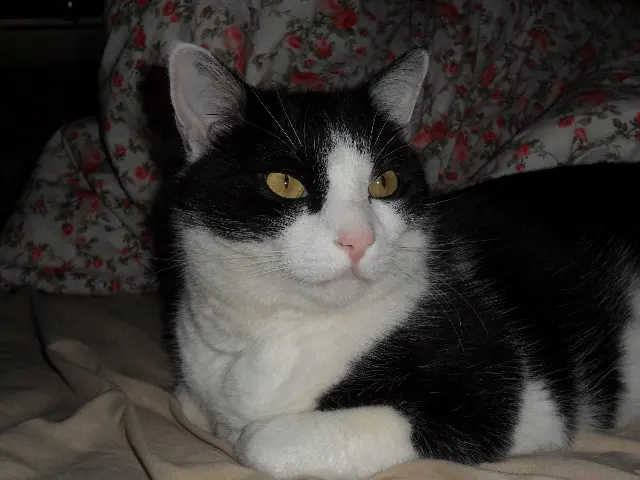 chat lost   67240 Bischwiller Cakil