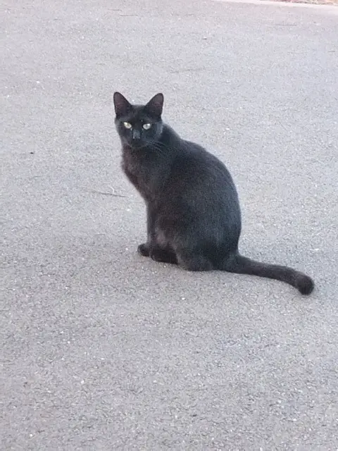 chat lost   67710 Wangenbourg-Engenthal Charly