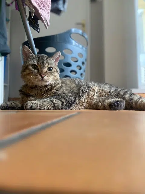 chat lost   67770 Sessenheim Chef