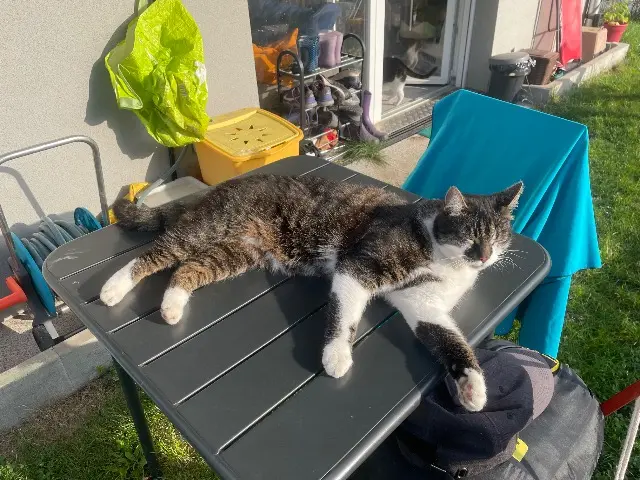 chat lost   67207 Niederhausbergen Clyde