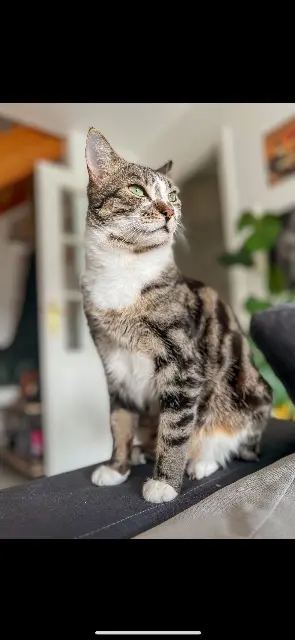 chat lost   67730 Châtenois Coco