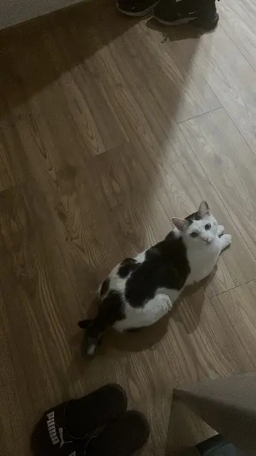 chat lost   67250 Soultz-sous-Forêts COOKIE