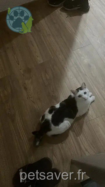 kater vermist 67250 Soultz-sous-Forêts COOKIE kater lost 67250 Soultz-sous-Forêts COOKIE
