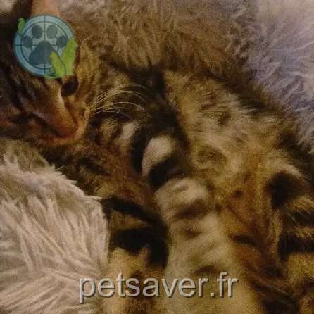 kater vermist Rue de la Chapelle 67520 Nordheim Cookie kater lost Rue de la Chapelle 67520 Nordheim Cookie