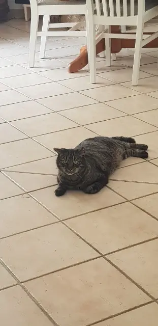 chat lost   67110 Niederbronn-les-Bains Corsaire