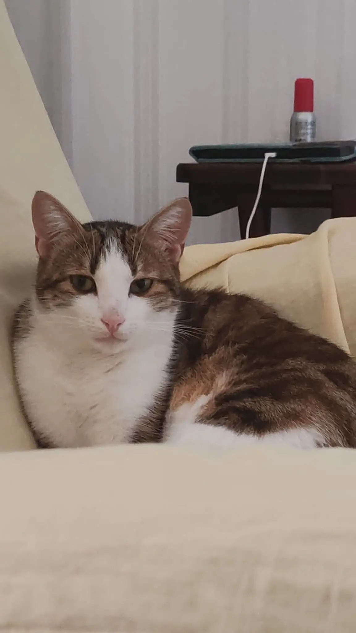 Chat Perdu 67 Bas-Rhin - Curly Chat Perdu 67 Bas-Rhin - Curly