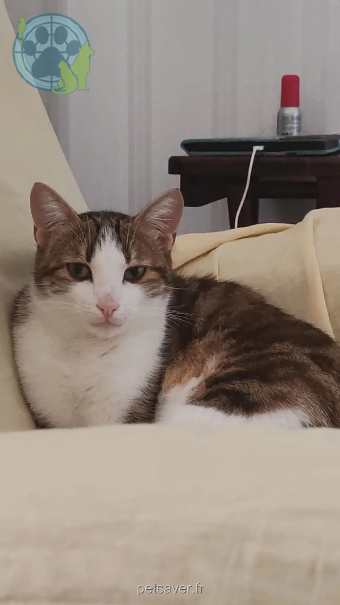 Chat Perdu 67 Bas-Rhin - Curly Chat Perdu 67 Bas-Rhin - Curly
