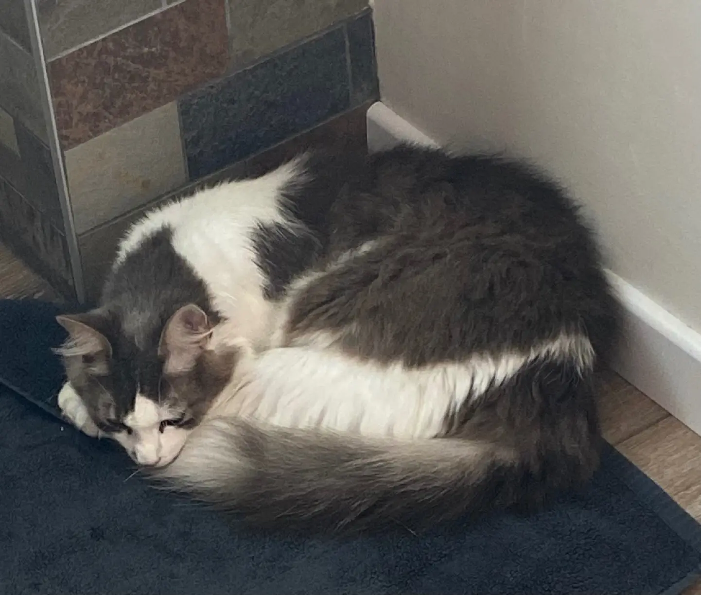 Chat Perdu 67 Bas-Rhin - Dadju Chat Perdu 67 Bas-Rhin - Dadju
